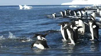 O super-colonie de pinguini a fost descoperită în Antarctica