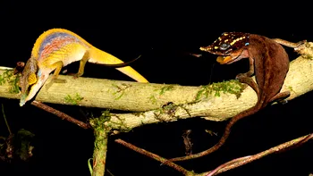 Descoperire spectaculoasă: cameleonii curcubeu cu nas de Pinocchio
