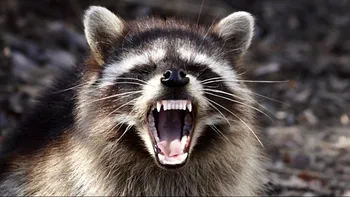 VIDEO Ratonii zombi care au invadat un întreg oraș