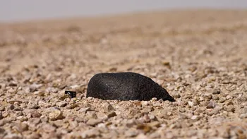 Descoperire neobișnuită într-un meteorit prăbușit pe Pământ în urmă cu 100 de ani