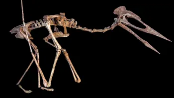 Transilvania, gazda unei noi fosile de dinozaur zburător gigant