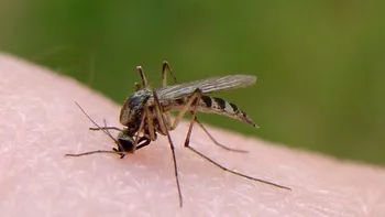 Virusul care îți poate infecta creierul este răspândit de tânțari