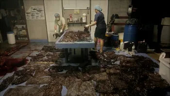 Balena ucisă de plastic e tragedia produsă de poluarea omului