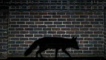Cum ajung animalele să devină nocturne ca să fugă de noi