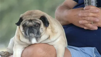Legătura pe care n-o știai între oameni și câini obezi