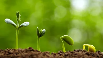 Frunza artificială care ar ajuta planeta la fel de mult precum copacii