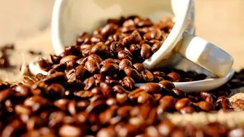 Culturile de cafea, afectate de-o ciupercă extrem de periculoasă