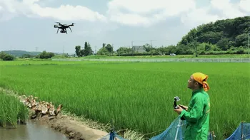 Cum ar putea schimba dronele industria orezului