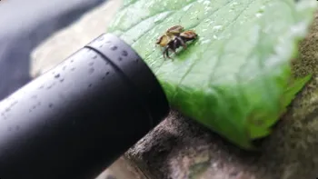Obiectivul ciudat care te duce la firul ierbii îți arată lumea cu alți ochi