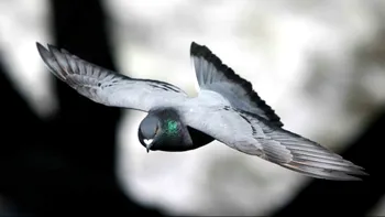 „Porumbeii” sunt cea mai nouă metodă de spionaj chinezesc