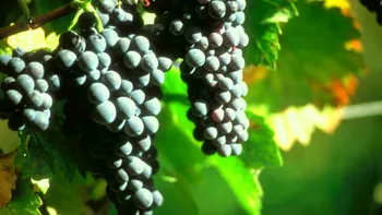 Cum ar putea deveni producția de vin mai ieftină și mai sigură