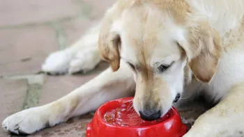 Bolurile de apă ale câinilor ascund mai multe bacterii decât credeai