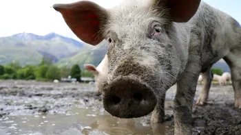 Un nou potențial virus pandemic, descoperit în China: ce are în comun cu gripa pornică din 2009