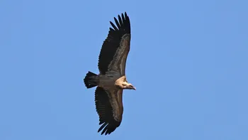 Vulturul care zboară mai sus decât avioanele comerciale