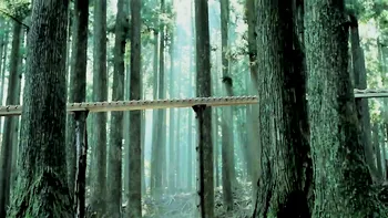 Invenția genială a japonezilor care face din orice pădure o sală de show