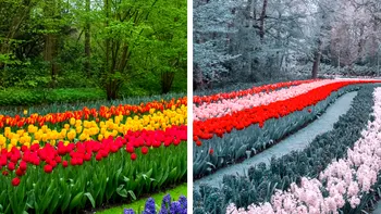 Doar trei aminoacizi fac diferența dintre roșu și verde. Descoperirea care ar putea explica daltonismul