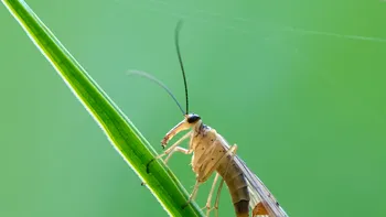 De ce dispar insectele din toată lumea
