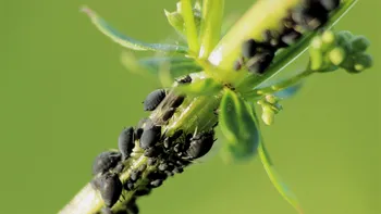 Insectele modificate genetic ar putea salva culturile agricole