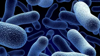 Cum își schimbă forma bacteriile pentru a putea rezista la antibiotice