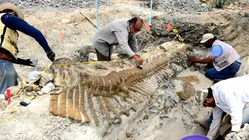 De unde știu specialiștii unde să găsească oase de dinozauri și alte fosile