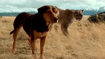 PLAYFILM A Dog's Way Home - De ce o să iubești câinii chiar mai mult