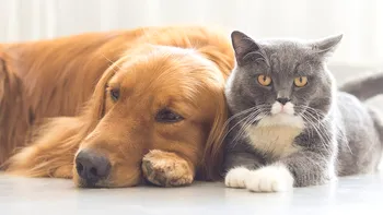 Cum te ajută animalele de companie din copilărie să fii mai sănătos când ești adult