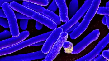 Bacteriile care produc electricitate pot fi cheia către un viitor mai curat
