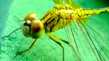 De ce vor cercetătorii să creeze roboți cu creier de insectă