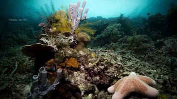 Criza fără precedent care afectează oceanele lumii cu urmări grave