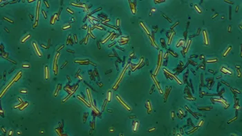 Bacteriile bizare de pe Pământ care ne vor ajuta să descoperim extratereștrii