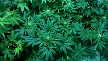 Efectul neașteptat pe care marijuana îl are asupra corpului bărbaților