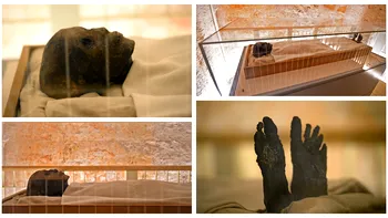 FOTO Cum arată Tutankhamon, poate cel mai cunoscut faraon