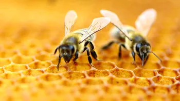 Insectele dispar prea repede, iar asta poate duce la colapsul planetei
