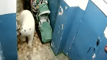De ce a fost invadată o comună rusească de urși polari