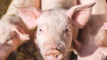 Omul care vrea să crească organe umane în animale