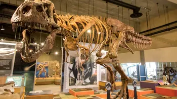 Cum arată cel mai mare Tyrannosaurus rex găsit vreodată