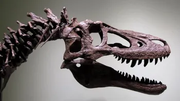 Ce trebuie să știi despre controversa dinozaurului vândut pe eBay