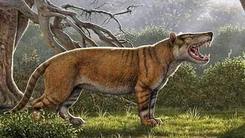 Un leu gigantic din vremuri antice a fost descoperit în Africa