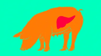 Cum ar putea organele de la animale să salveze oamenii