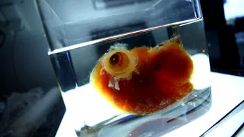 Revoluția în medicină: organele transparente și printate 3D