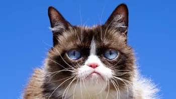 Grumpy Cat, una din cele mai iubite pisici de pe internet, a murit