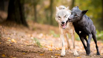 Experiment pe lupi și câini: care animal este mai generos