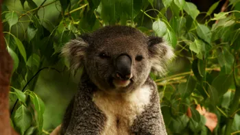 Cum și-au revenit ursuleții koala după ce au fost aduși în pragul dispariției