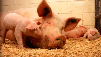 Alimentele din România, mai scumpe ca niciodată: ce s-a întâmplat cu prețul la carne din porc, din cauza pestei porcine