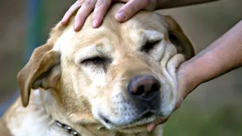 OLX face mai sigură comercializarea animalelor de companie pe platformă
