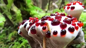 Ciuperca ce pare să plângă cu sânge îți arată cât de fascinantă este natura