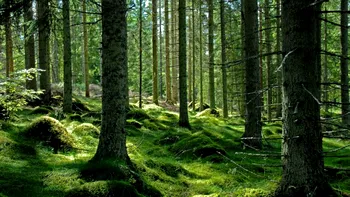 Poluarea din România și tăierile ilegale de copaci, subiect de penalizări din partea UE
