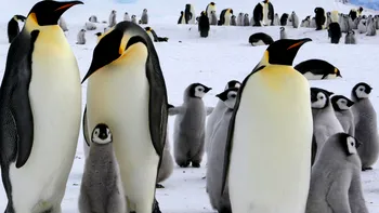 Pinguinii imperiali au ajuns în pericol din cauza încălzirii globale. Cât de mare e problema?