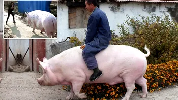 Chinezii au creat porcii gigant: de ce au ajuns să fie cât urșii polari