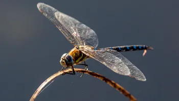 Roboții cu creier de insectă sunt cel mai nou experiment al cercetătorilor